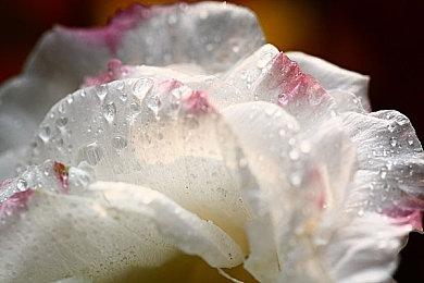 《漫威复仇者联盟》夏季主题皮肤 性感寡姐清凉上阵